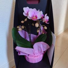 胡蝶蘭　値下げの画像