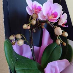 胡蝶蘭　値下げの画像