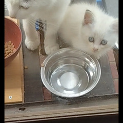 小猫里親募集6匹