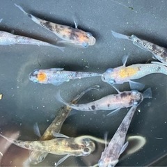 改良めだか 三色ラメ 写真全てセット