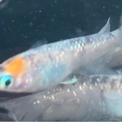 改良めだか 三色ラメ 写真全てセットの画像