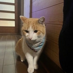 猫を探しています。