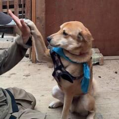 沖縄から保護した犬の里親募集です。