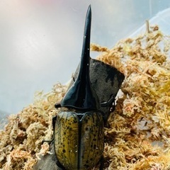 ヘラクレスオオカブト　成虫 大型の画像