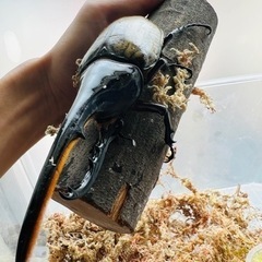 ヘラクレスオオカブト　成虫 大型