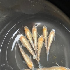 メダカ、燐光紅白！