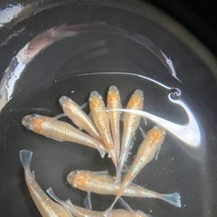 メダカ、燐光紅白！の画像