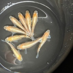 メダカ、燐光紅白！の画像