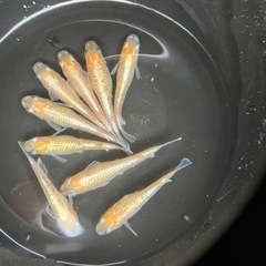 メダカ、燐光紅白！の画像