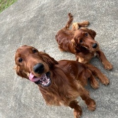 犬友達募集！