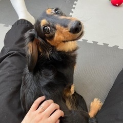 ミニチュアダックスフンド(ロン毛)
