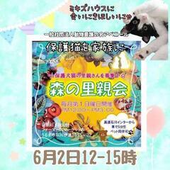保護犬、保護猫を家族に！6月2日森の里親会