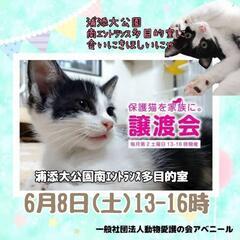 6月8日アベニール譲渡会withいろはさん写真展in浦添大公園南...