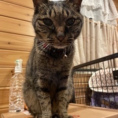 迷子猫保護しています（長岡柿町）