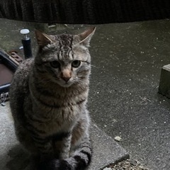 キジ猫オスの里親様募集