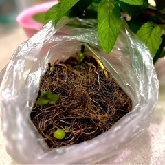 ハーブ苗🌱 キャンディミントのランナー　家庭菜園　ガーデニング