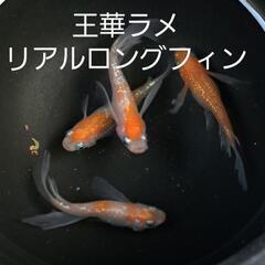王華ラメリアルロングフィンメダカ