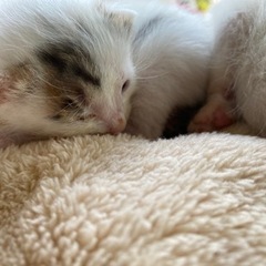茨城県央より🌟里親募集🐈 − 茨城県