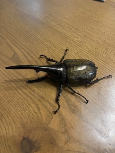 ヘラクレスオオカブト　ペア