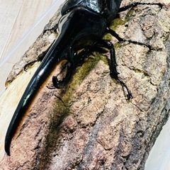 ヘラクレスオオカブト　成虫 大型の画像