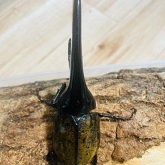 ヘラクレスオオカブト　成虫 大型の画像