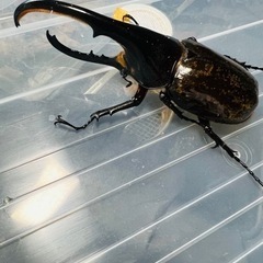 ヘラクレスオオカブト　成虫 大型の画像
