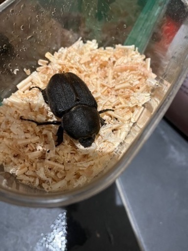 ヘラクレスオオカブト　ペア