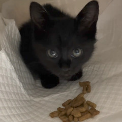 黒の子猫です!