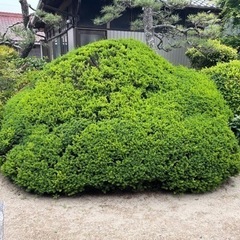 庭木の伐採