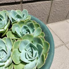多肉 植物 ガーデニング※七福神※ の画像