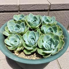多肉 植物 ガーデニング※七福神※ 