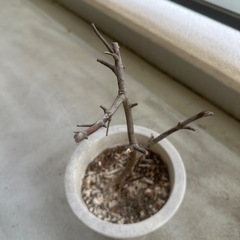 ユーカリの鉢　かれてますの画像