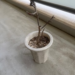 ユーカリの鉢　かれてます