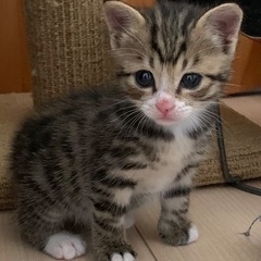 ソックス柄キジトラ子猫