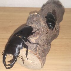 （商談成立）オオクワガタ（川西産）ペア（未使用・即ブリ可）オス７...