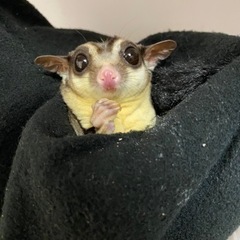 フクロモモンガ♂♀ペア