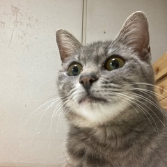 家族に迎えてください - 熊本市