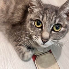家族に迎えてください − 熊本県