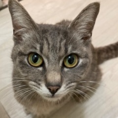 家族に迎えてください - 里親募集