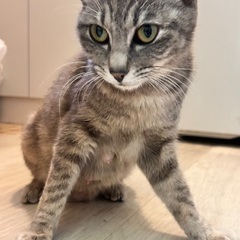 家族に迎えてください