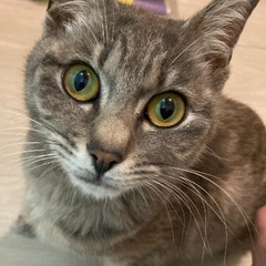 家族に迎えてください - 猫