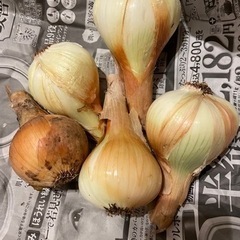 新玉ねぎ5個＋新じゃが8個ほど