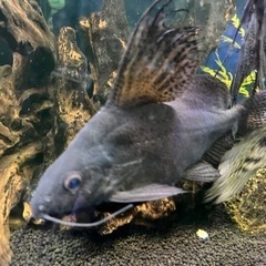 決まりました 400円 シノドンティス フェザーフィン25cm＋の画像