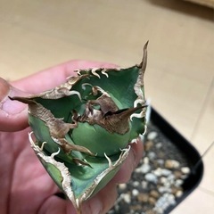 アガベ　SAD 子株1株　お得　格安の画像