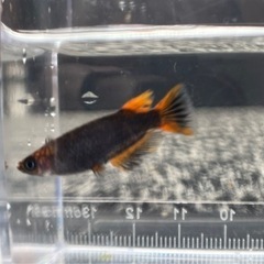 《makabuki.medaka》メダカ　めだか販売　生体　稚魚　卵などの画像