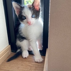 愛猫が可愛いい子猫を産みました。蒼い目をした子猫です。