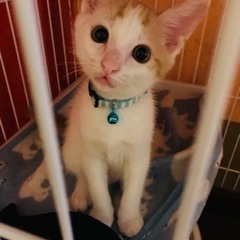 遊ぶの大好き❣️きなこ2ヶ月です。