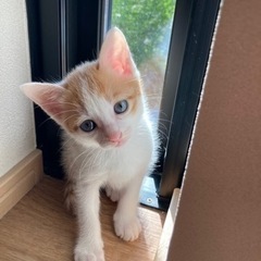 愛猫が可愛いい子猫を産みました。癒し系の甘えん坊です。