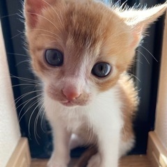 愛猫がとっても可愛いい子猫を産みました。
