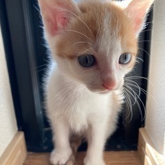 愛猫が可愛いい子猫を産みました。とっても美形です。